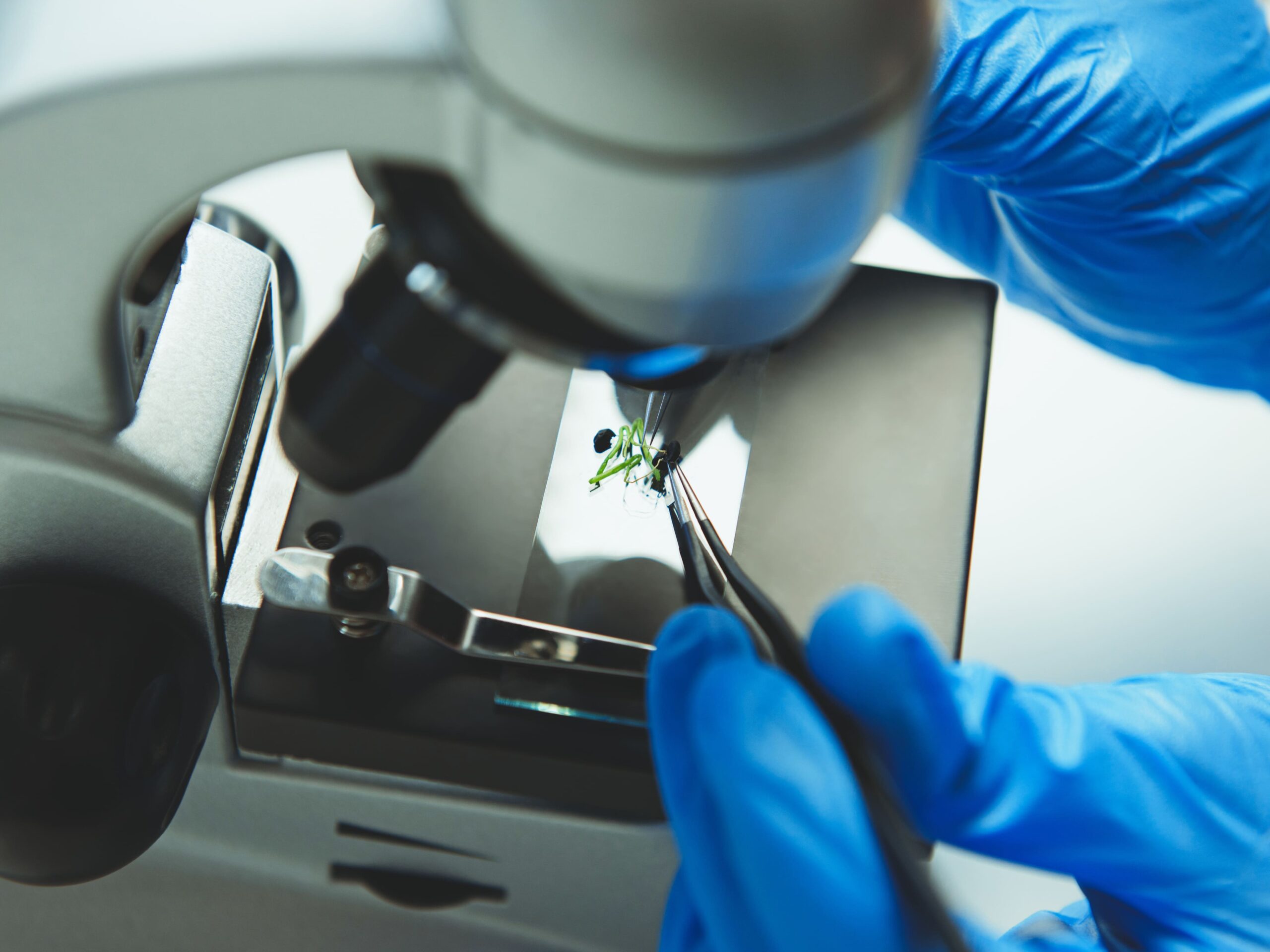 TEA, una scommessa per il futuro dell’orticoltura