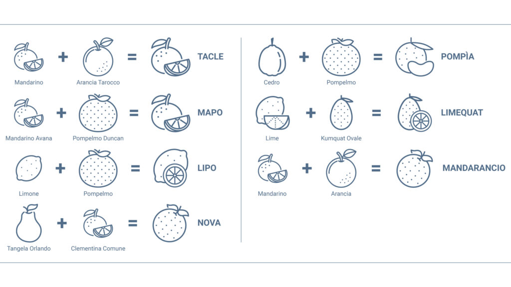 Infografica sugli agrumi ibridi che mostra gli incroci da cui derivano tacle, mapo, lipo, nova, pompìa, limequat e mandarancio.