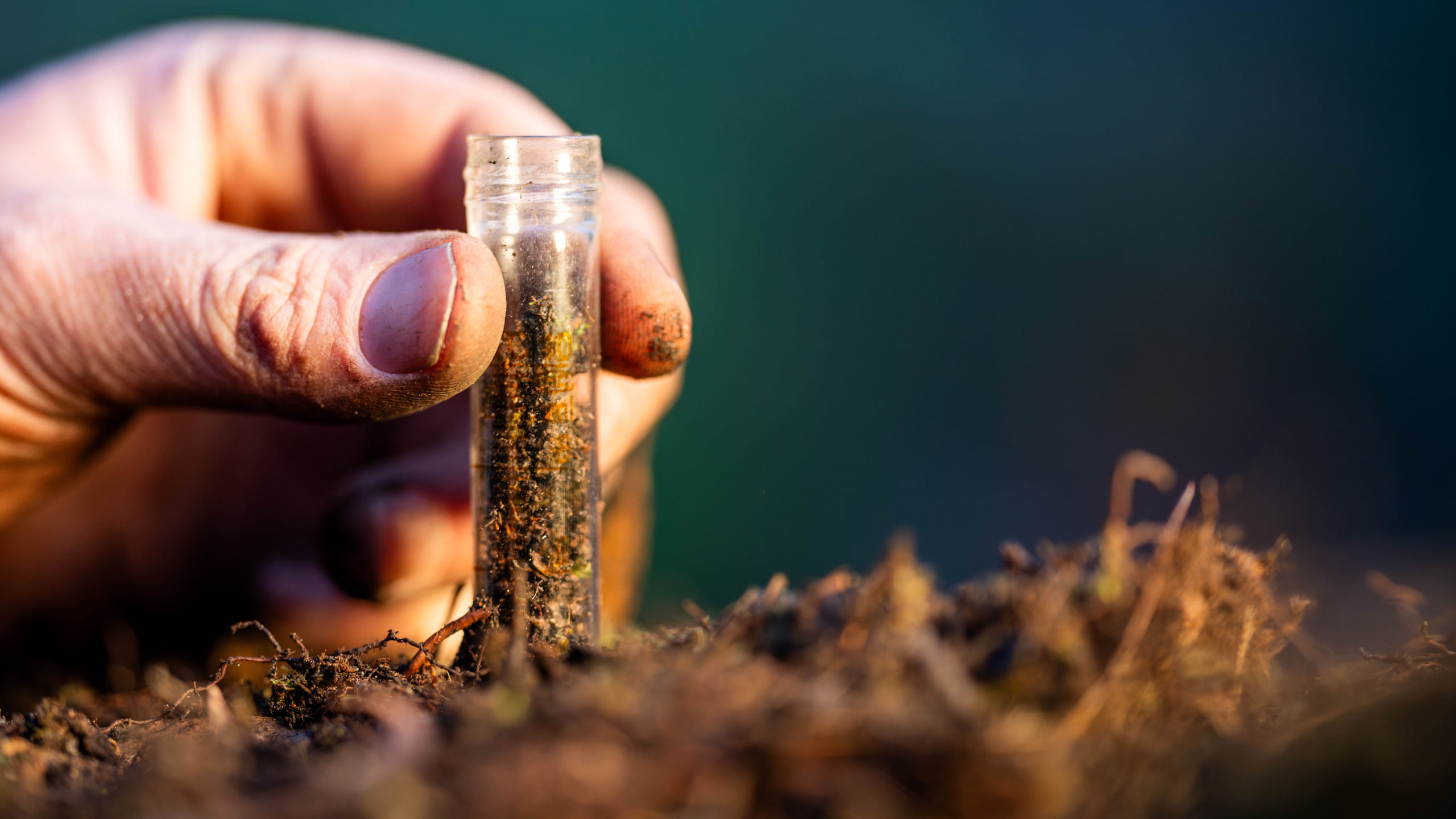Microrganismi effettivi: la vita invisibile del terreno